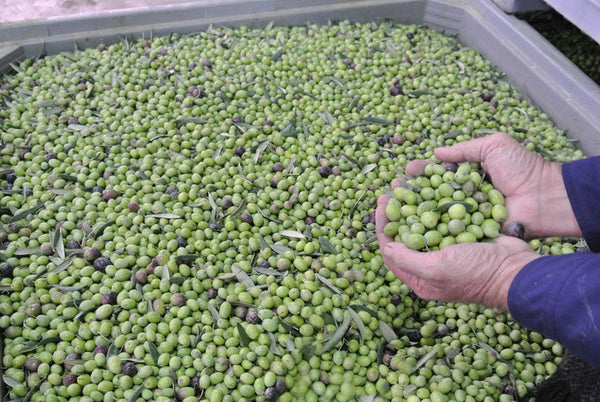 Ultra Premium EVOO (Medium)