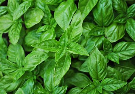 Basil Infused Olive Oil 