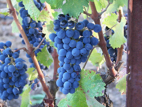 Traditional Dark Balsamic (aged up to 18 years)