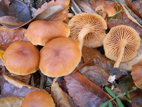 Wild Mushroom & Sage Infused Olive Oil